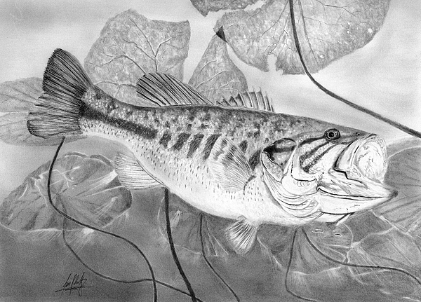 Largemouth Bass Drawing Unique Art