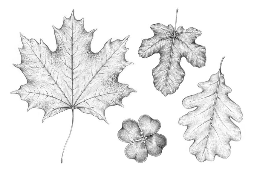 Leaf Drawing Beautiful Artwork