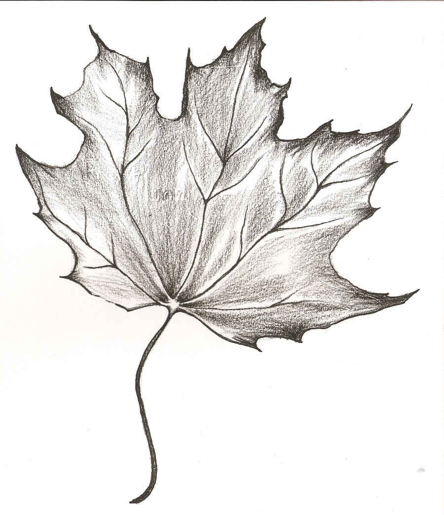 Leaf Drawing Creative Style