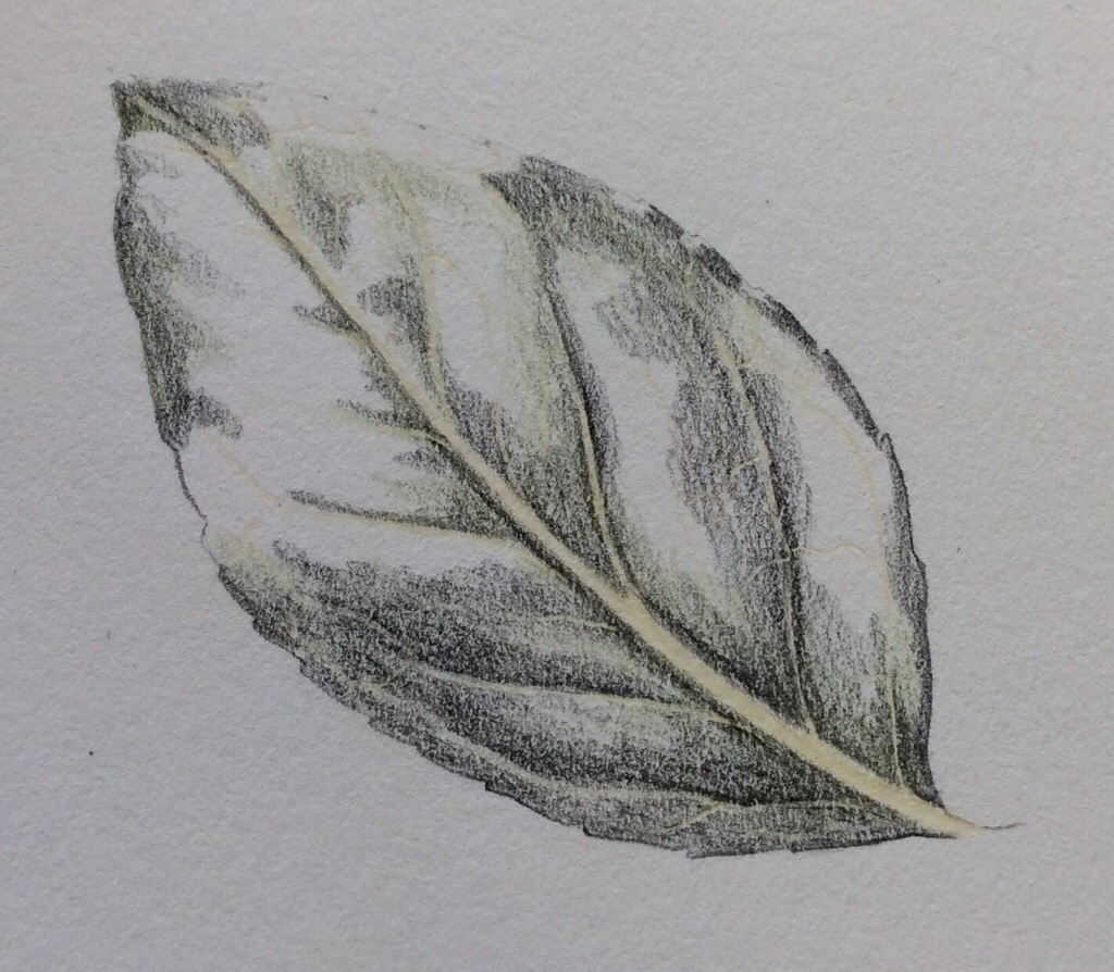 Leaf Drawing Detailed Sketch