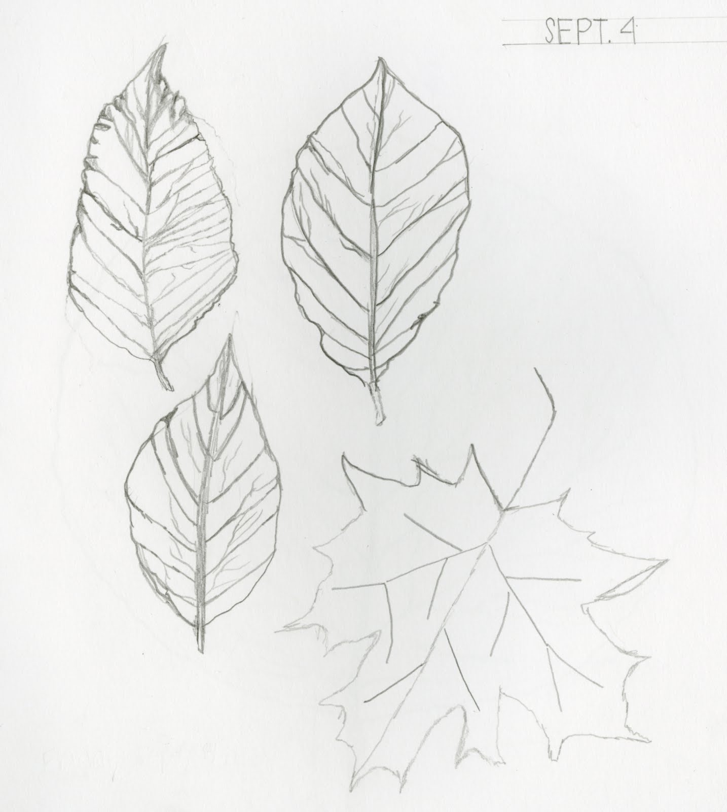 Leaf Drawing Hand Drawn Sketch
