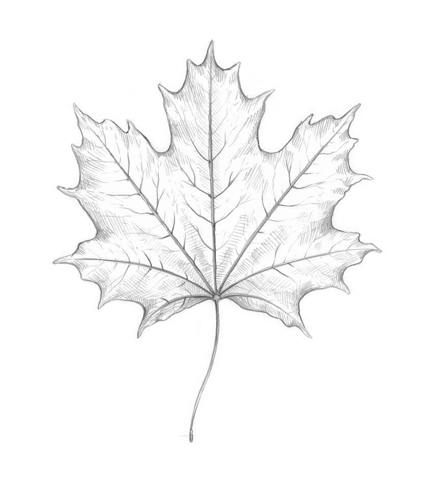 Leaf Drawing Intricate Artwork