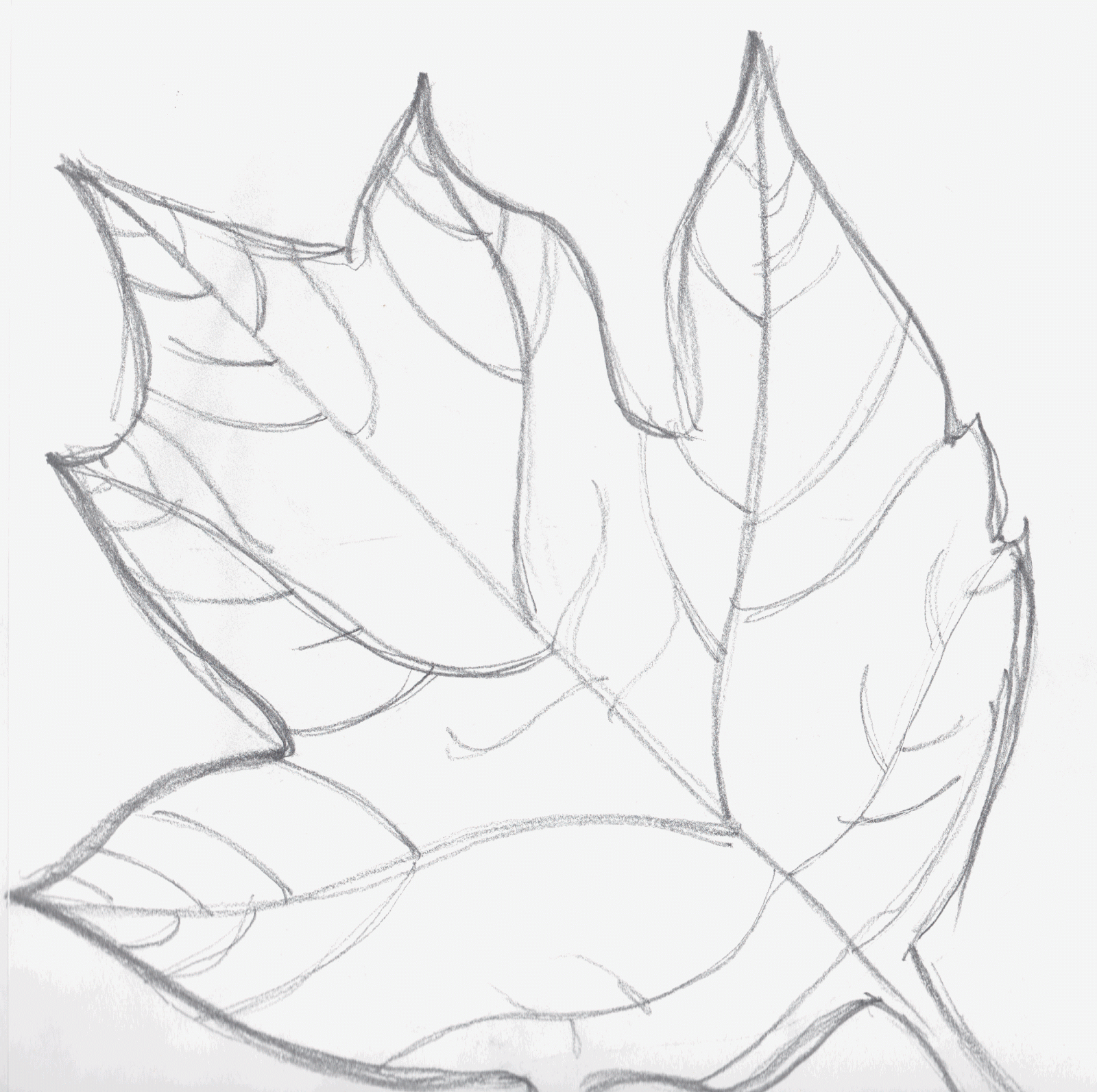 Leaf Drawing Picture