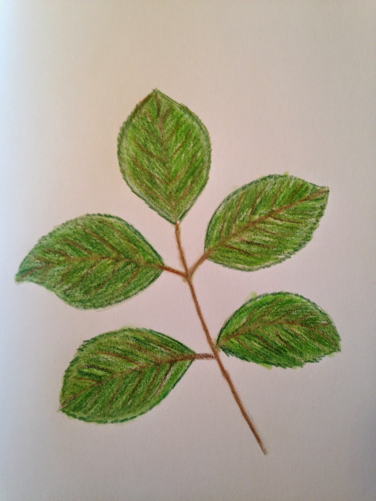 Leaf Drawing Professional Artwork
