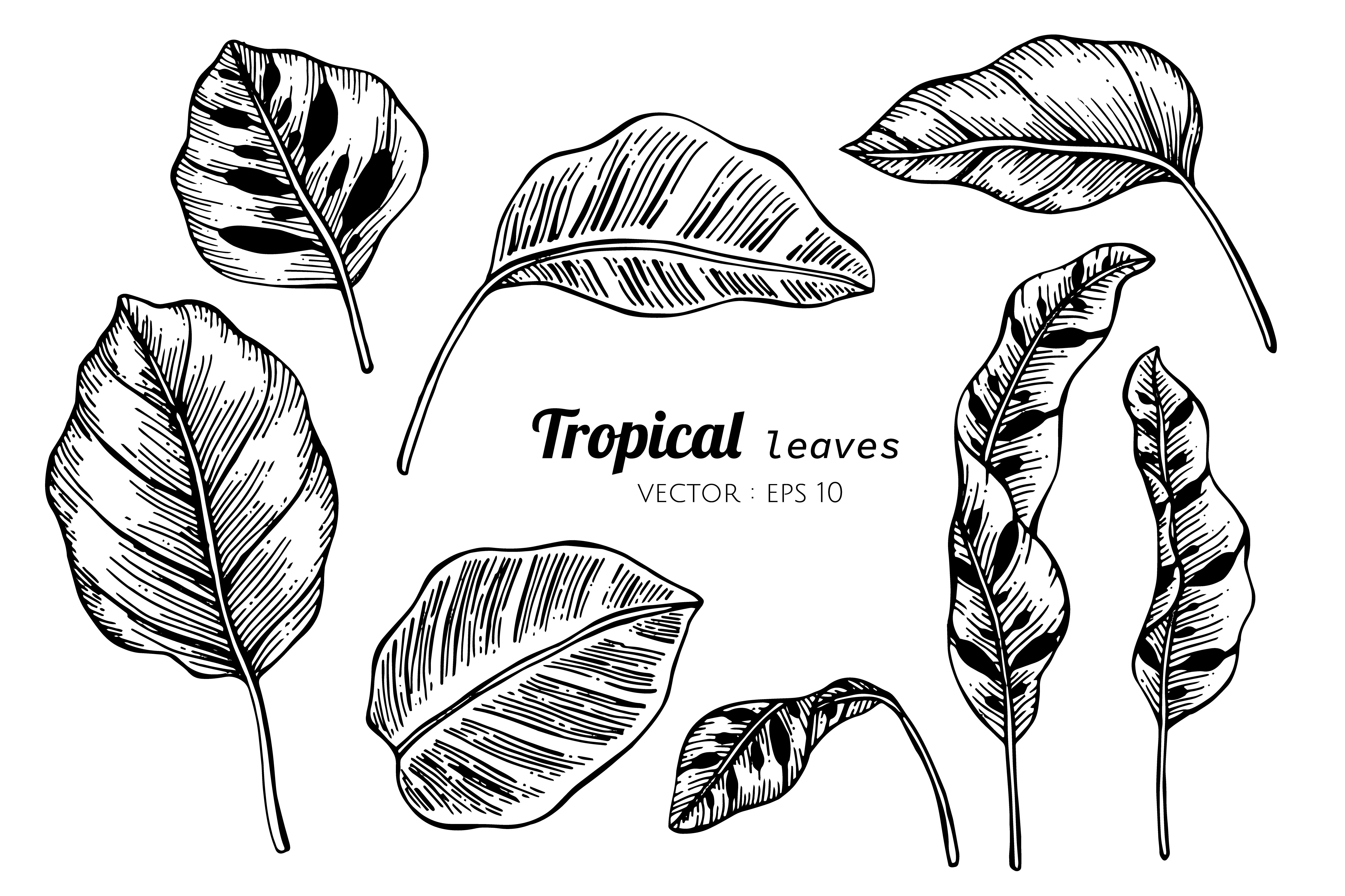 Leaves Drawing Photo