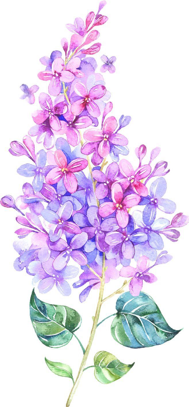 Lilac Drawing Creative Style