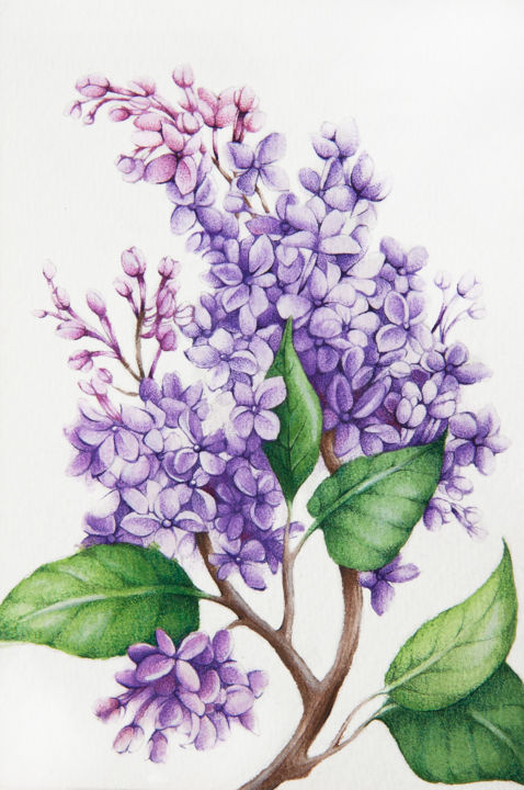 Lilac Drawing Fine Art