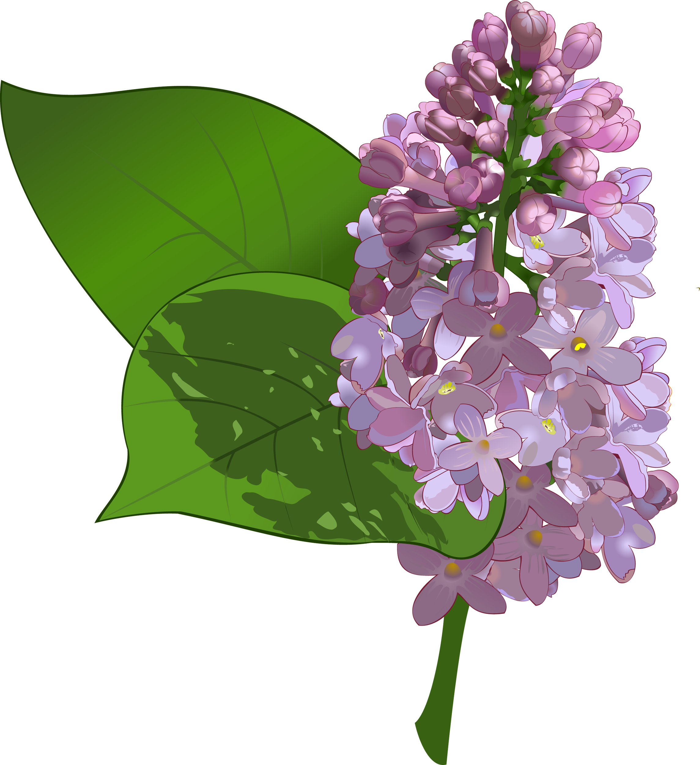 Lilac Drawing Image