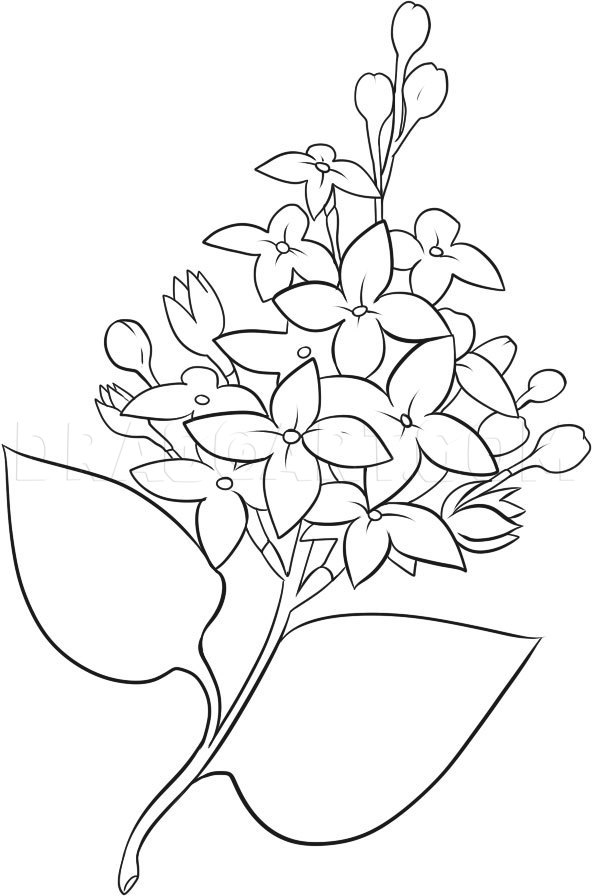 Lilac Drawing Modern Sketch