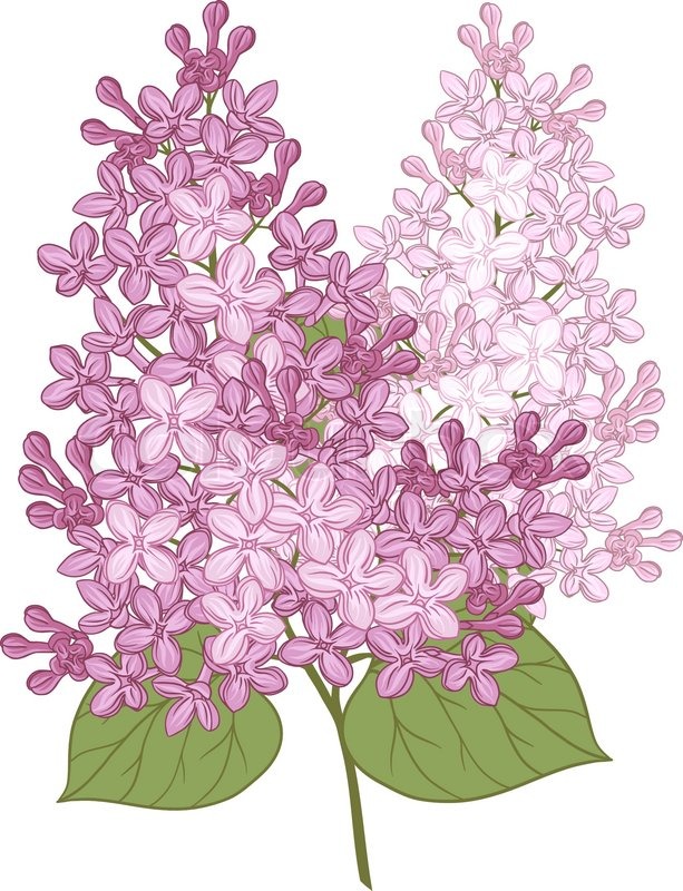 Lilac Drawing Stunning Sketch