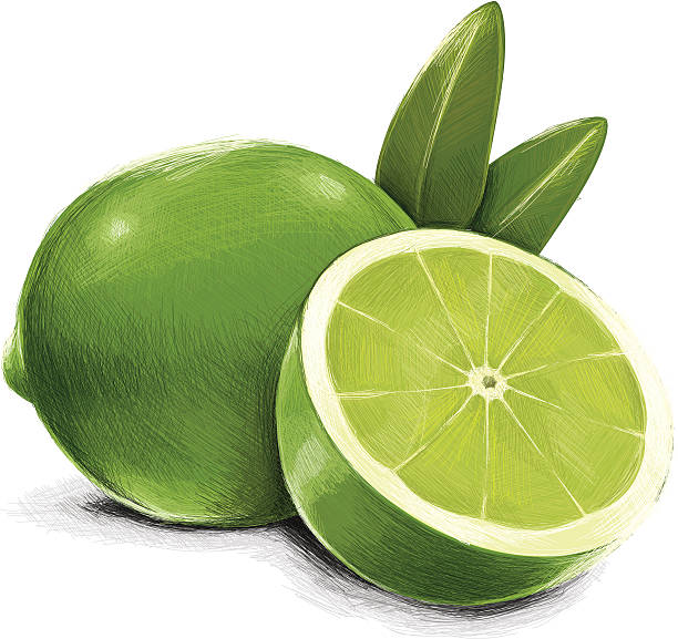 Lime Drawing Artistic Sketching