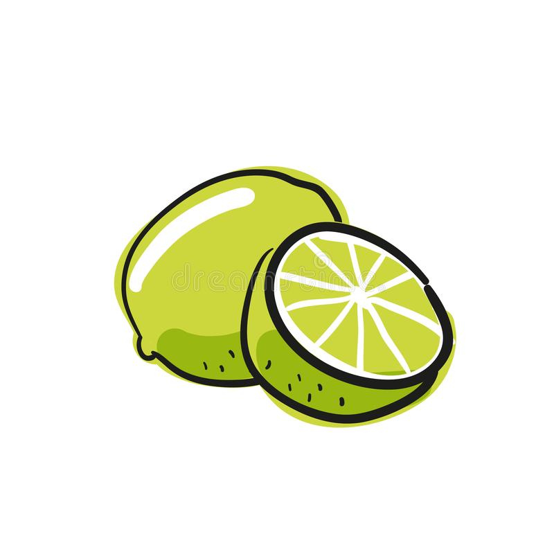 Lime Drawing Realistic Sketch