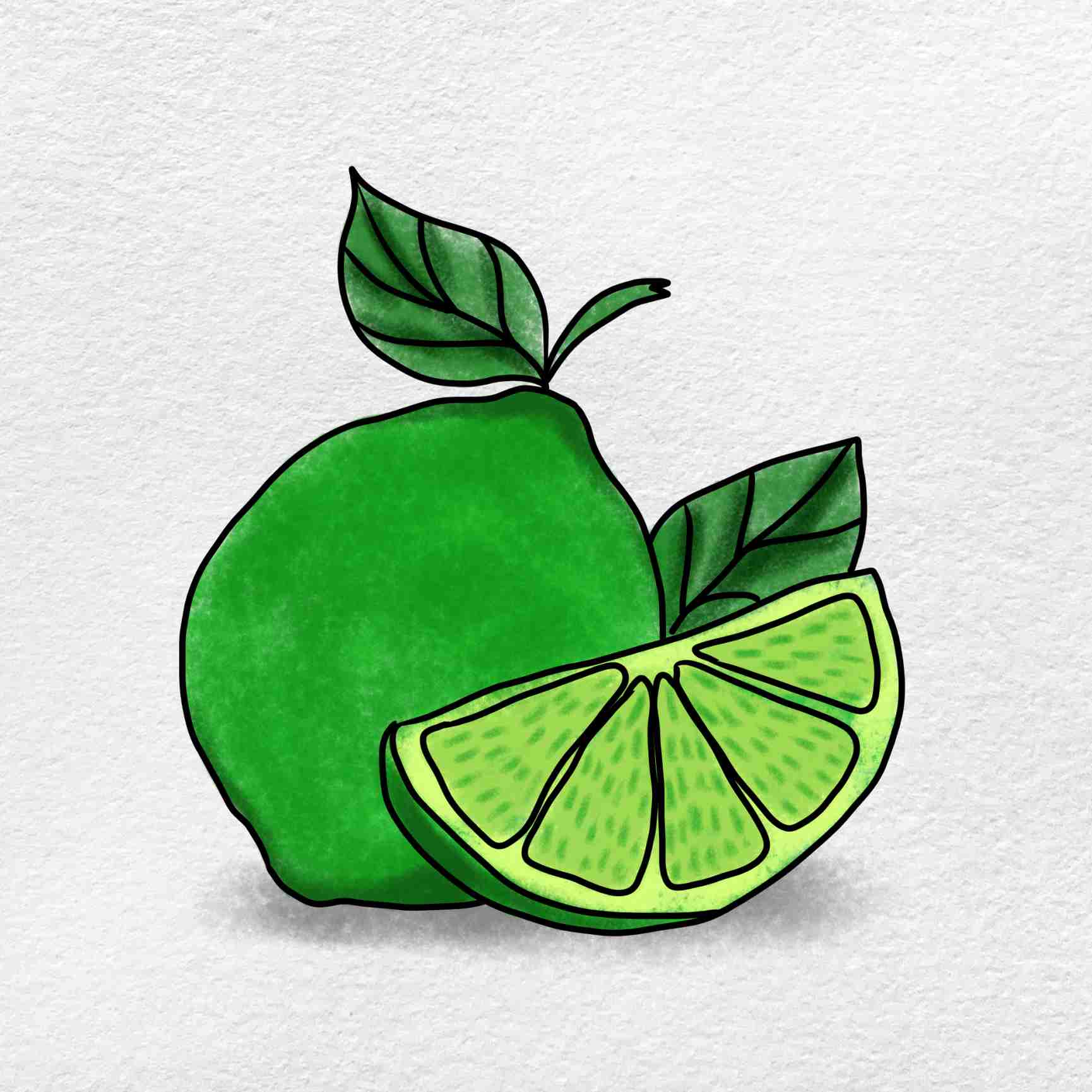 Lime Drawing Stunning Sketch