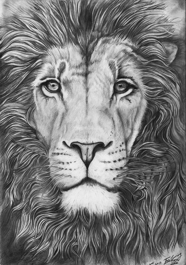 Lion Drawing Beautiful Artwork