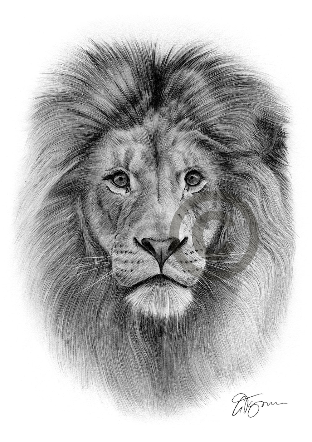 Lion Drawing Creative Style