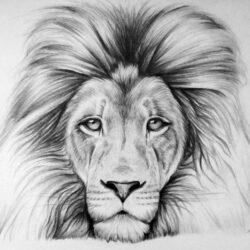 Lion Drawing Fine Art