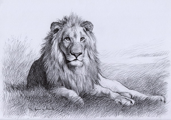 Lion Drawing Hand Drawn Sketch