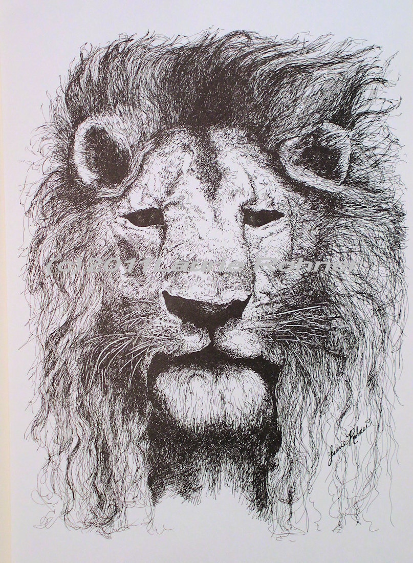 Lion Drawing Hand Drawn