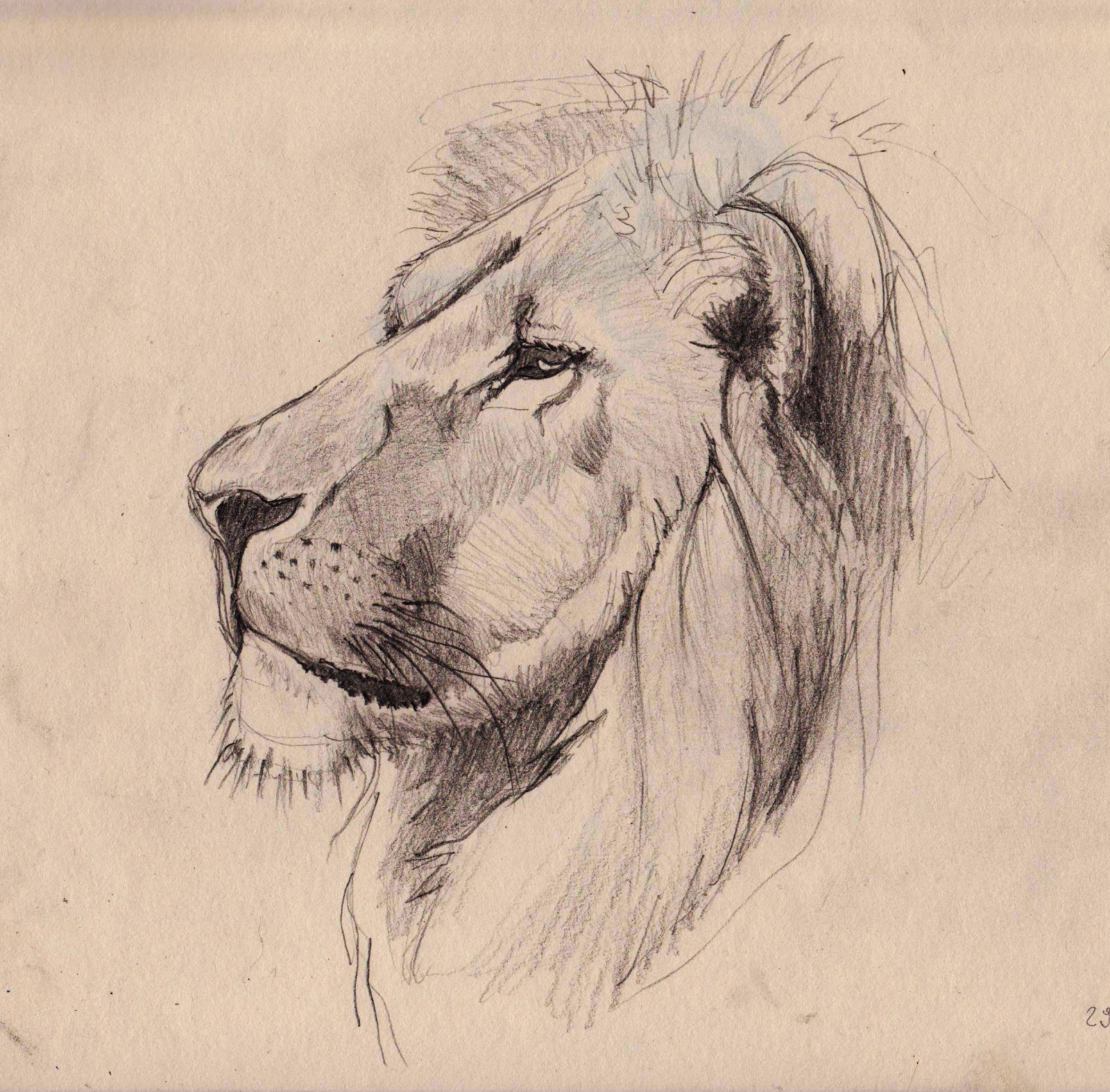 Lion Drawing Modern Sketch