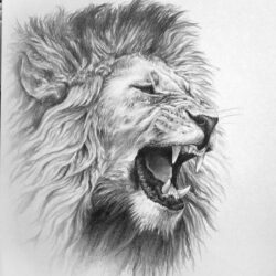 Lion Drawing Photo