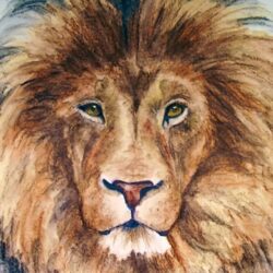 Lion Drawing Picture