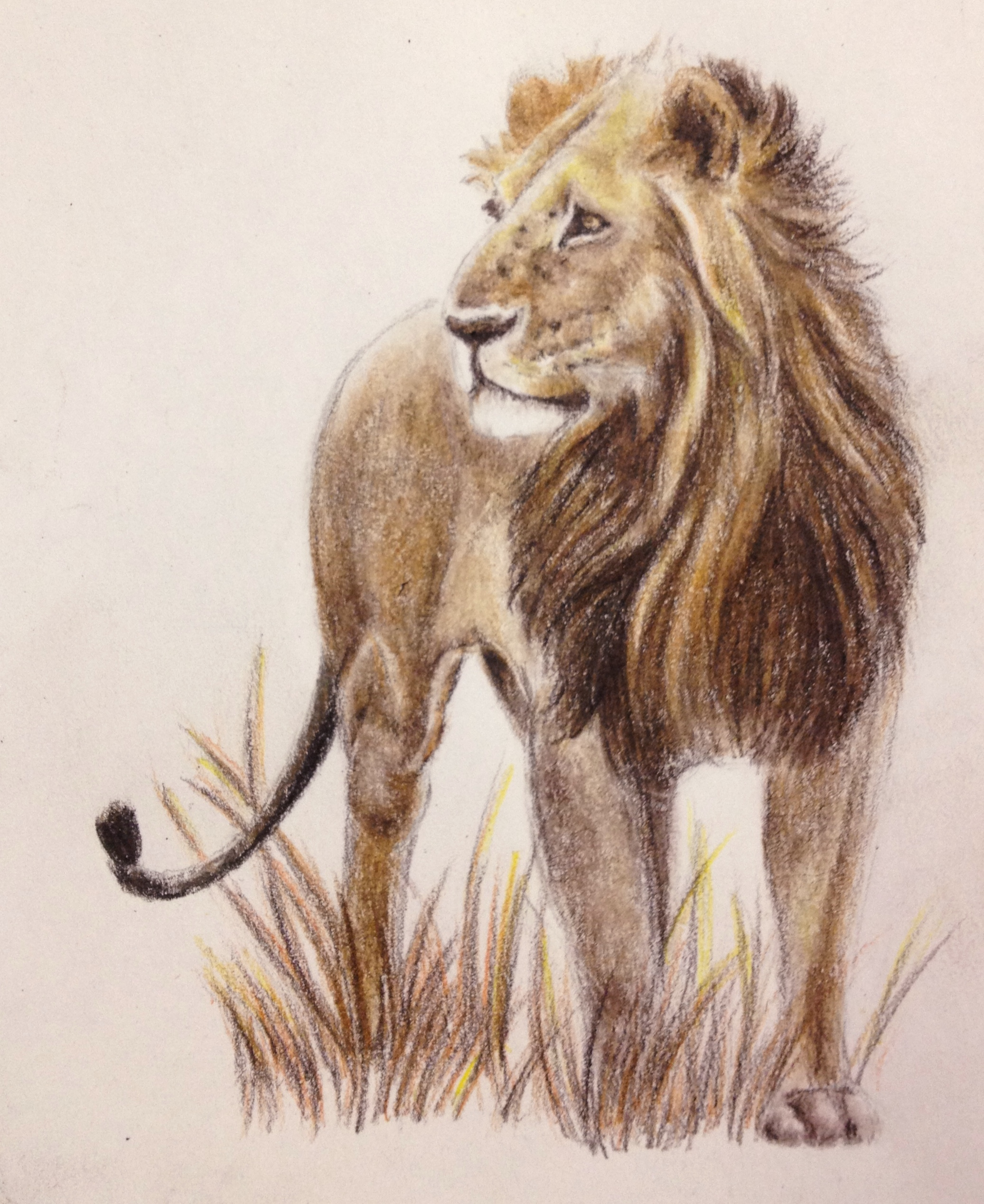 Lion Drawing Realistic Sketch