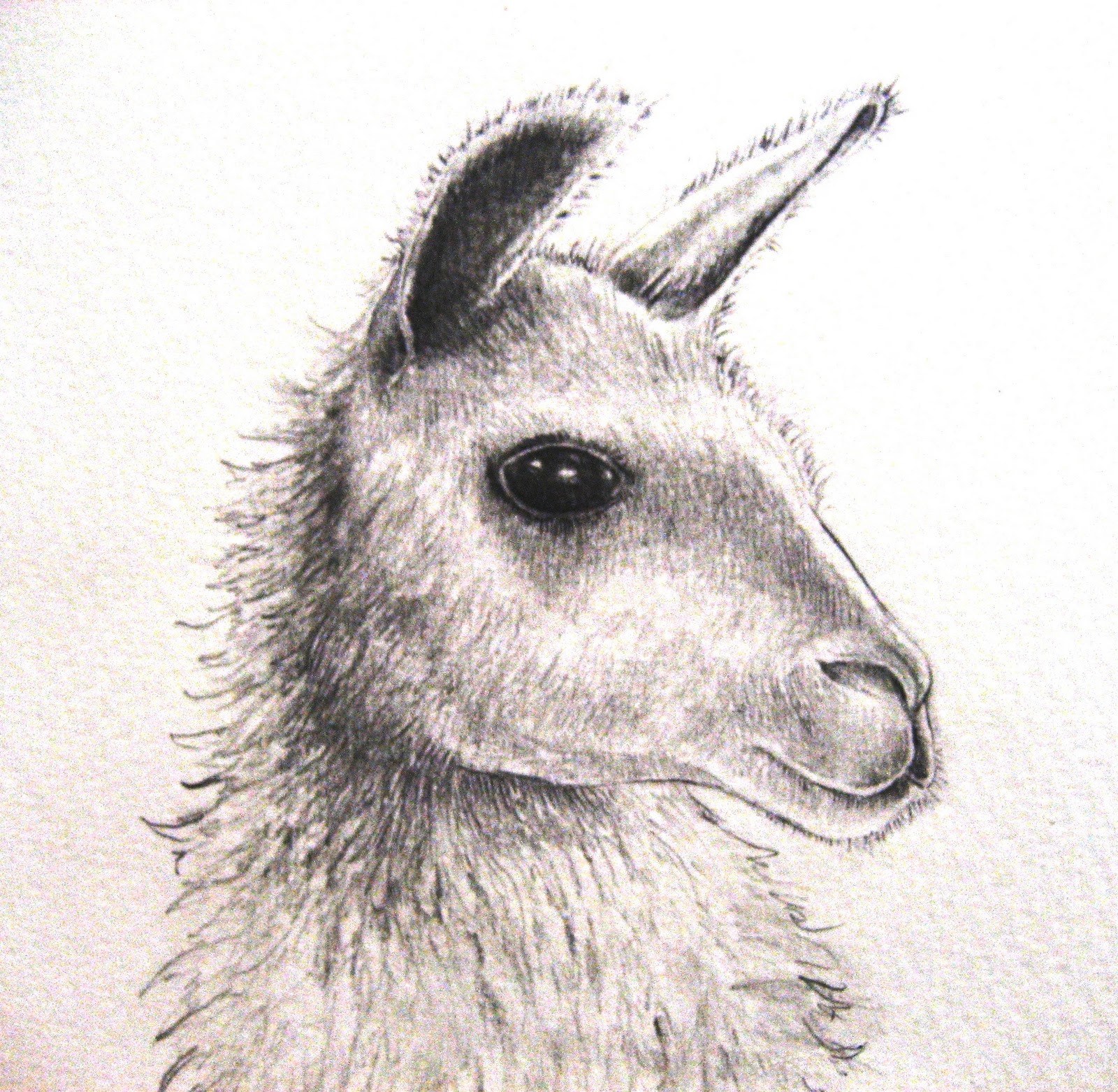 Llama Drawing Artistic Sketching