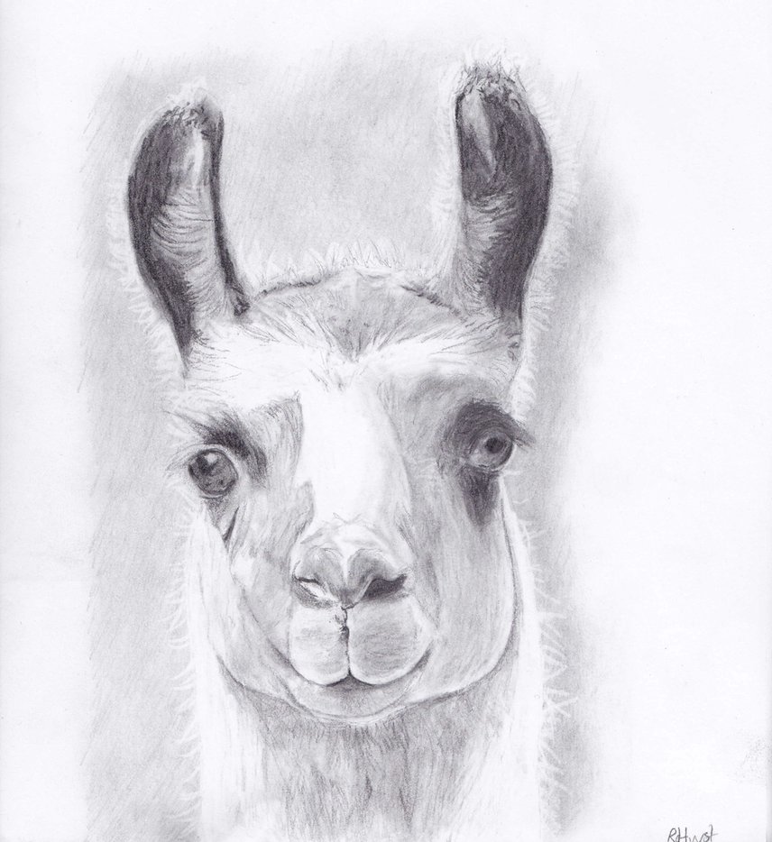 Llama Drawing Intricate Artwork