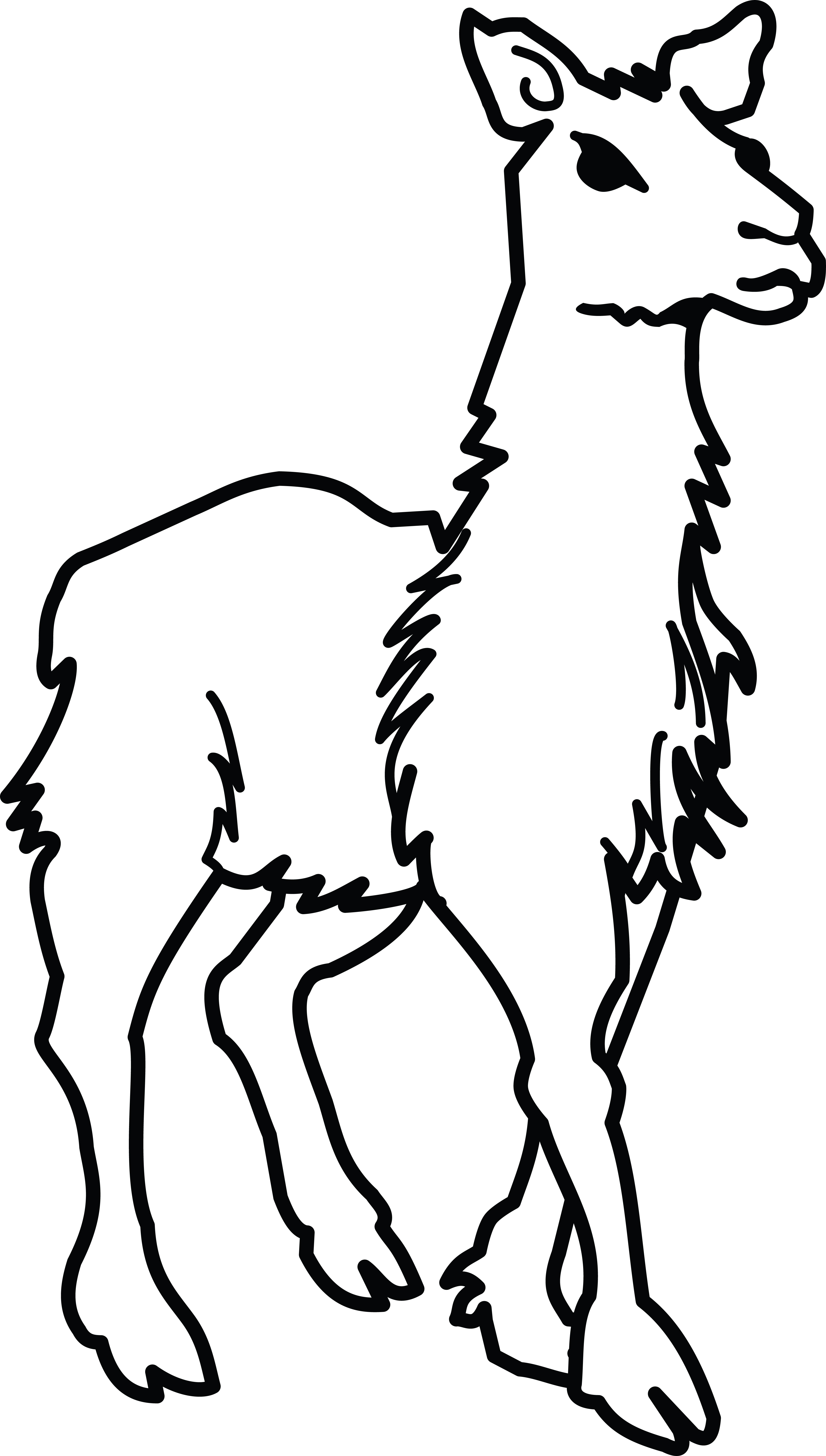 Llama Drawing Professional Artwork