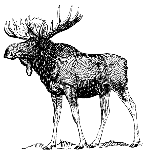 Moose Drawing Amazing Sketch