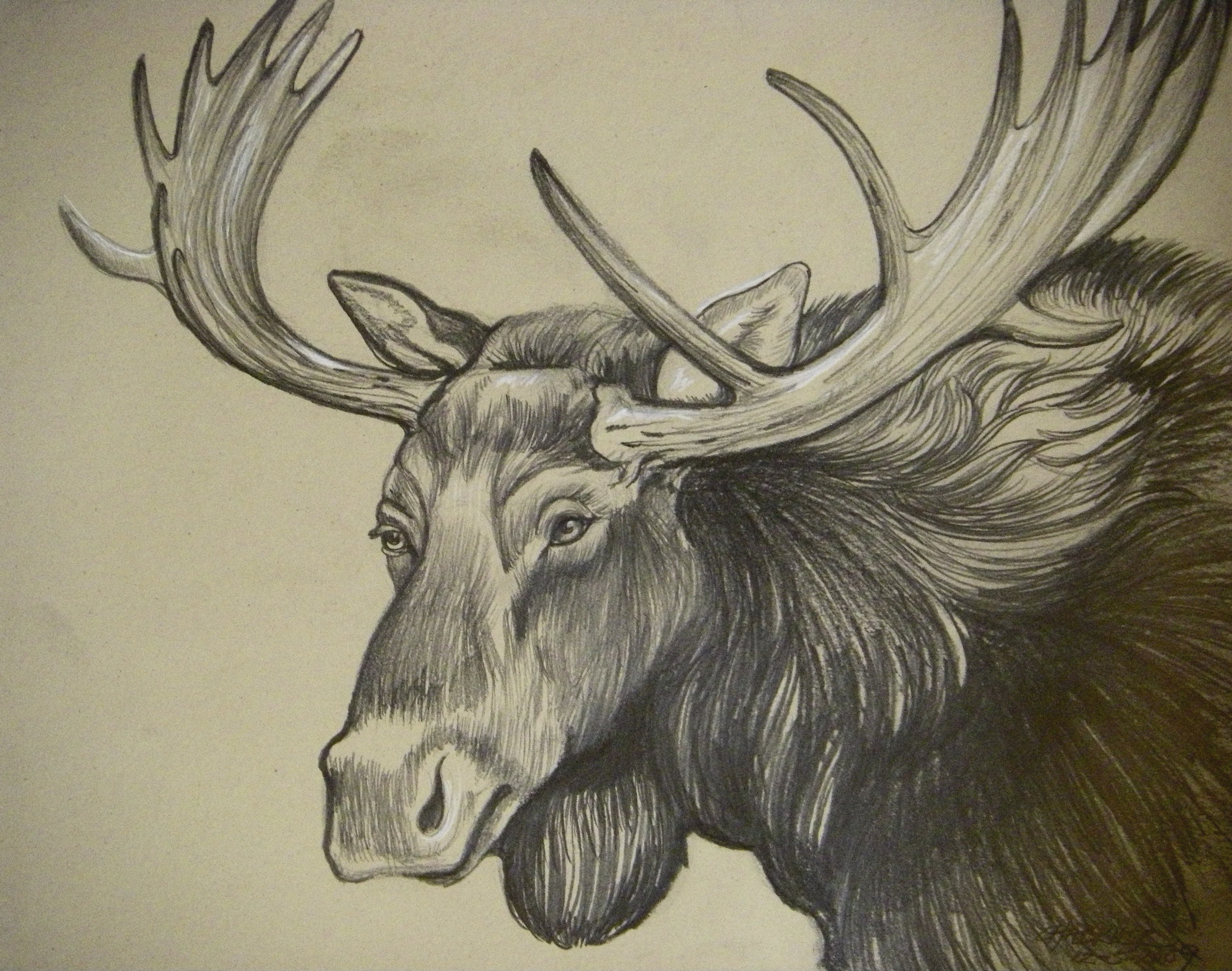 Moose Drawing Art
