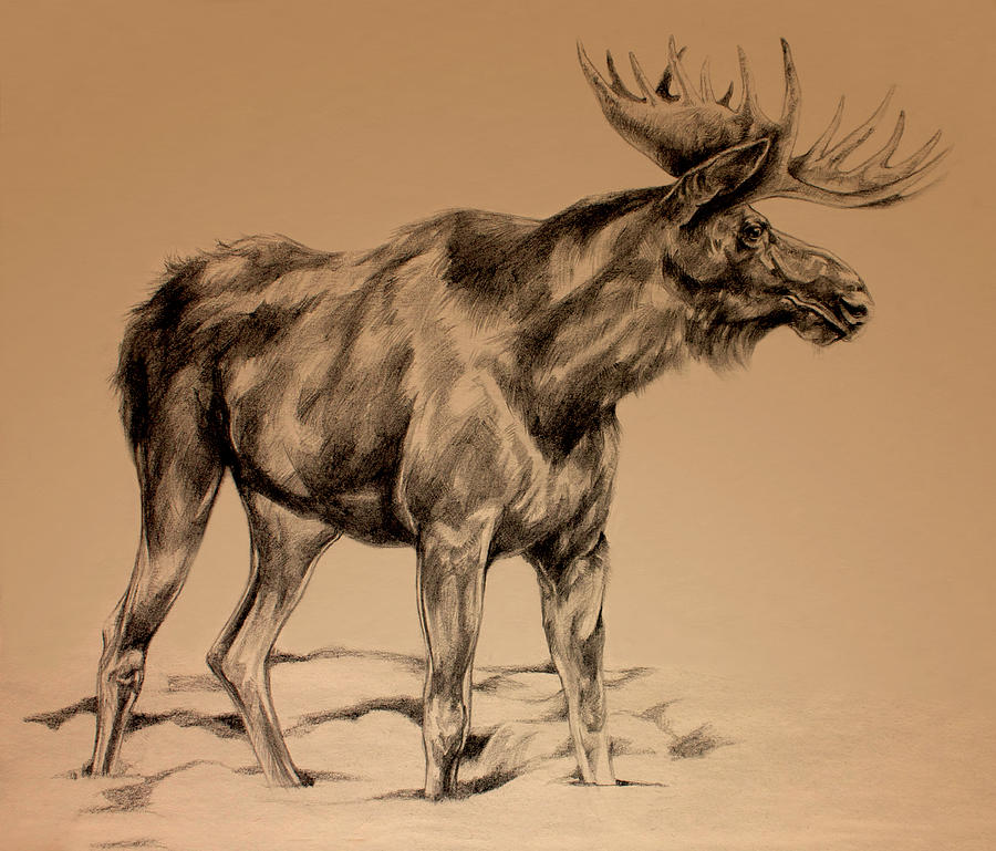 Moose Drawing Artistic Sketching