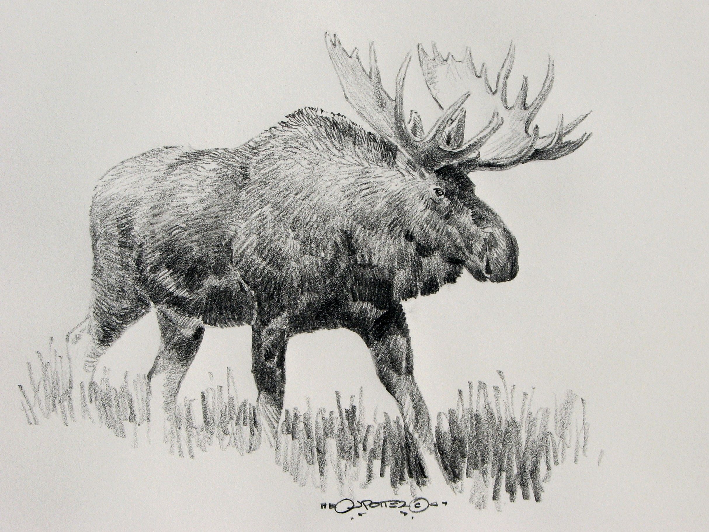 Moose Drawing Hand Drawn Sketch