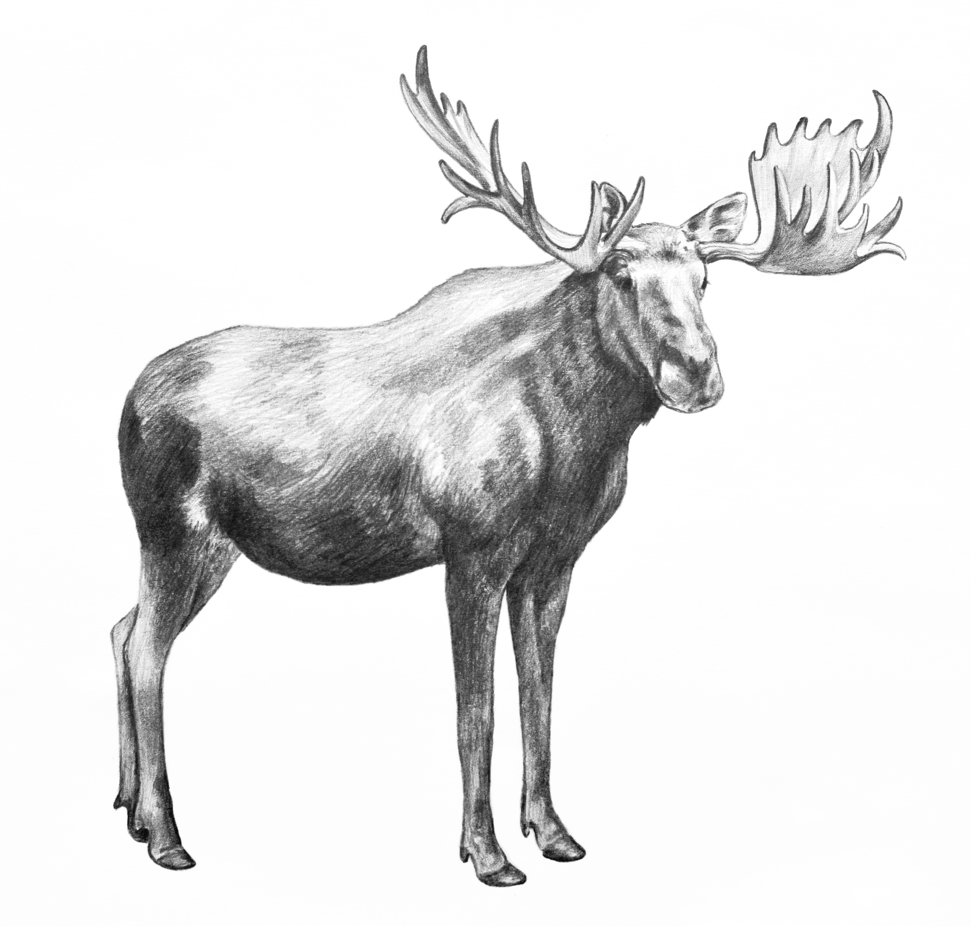 Moose Drawing Intricate Artwork