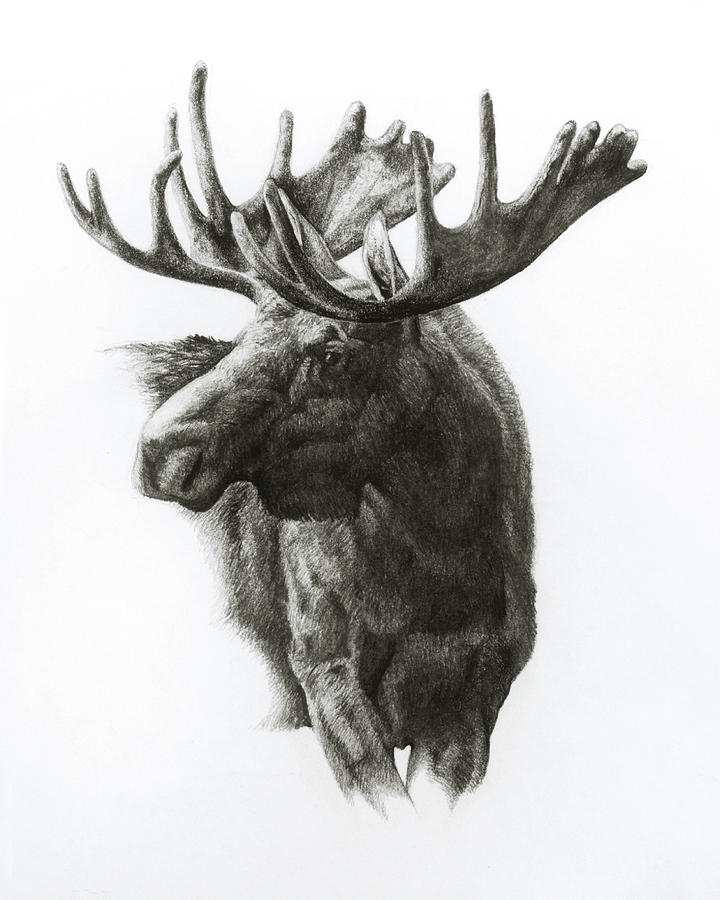 Moose Drawing Realistic Sketch