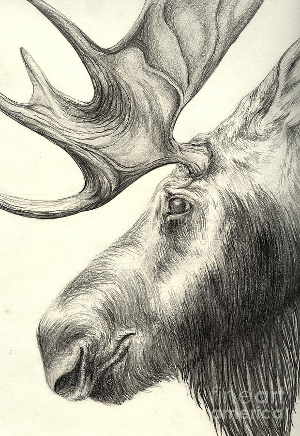 Moose Drawing Sketch