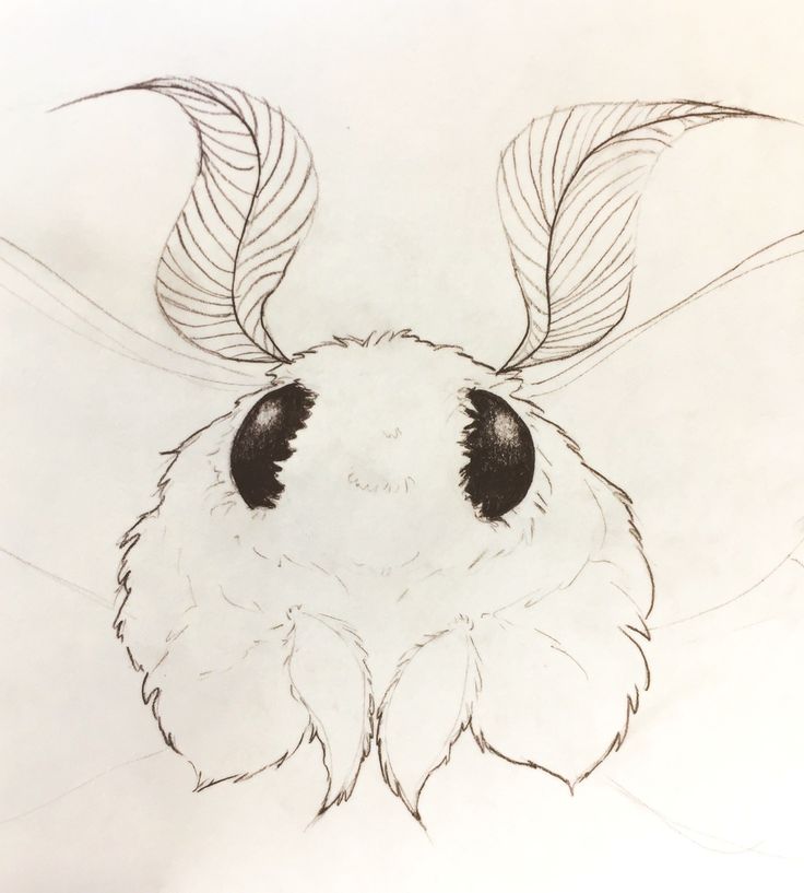 Moth Drawing Amazing Sketch