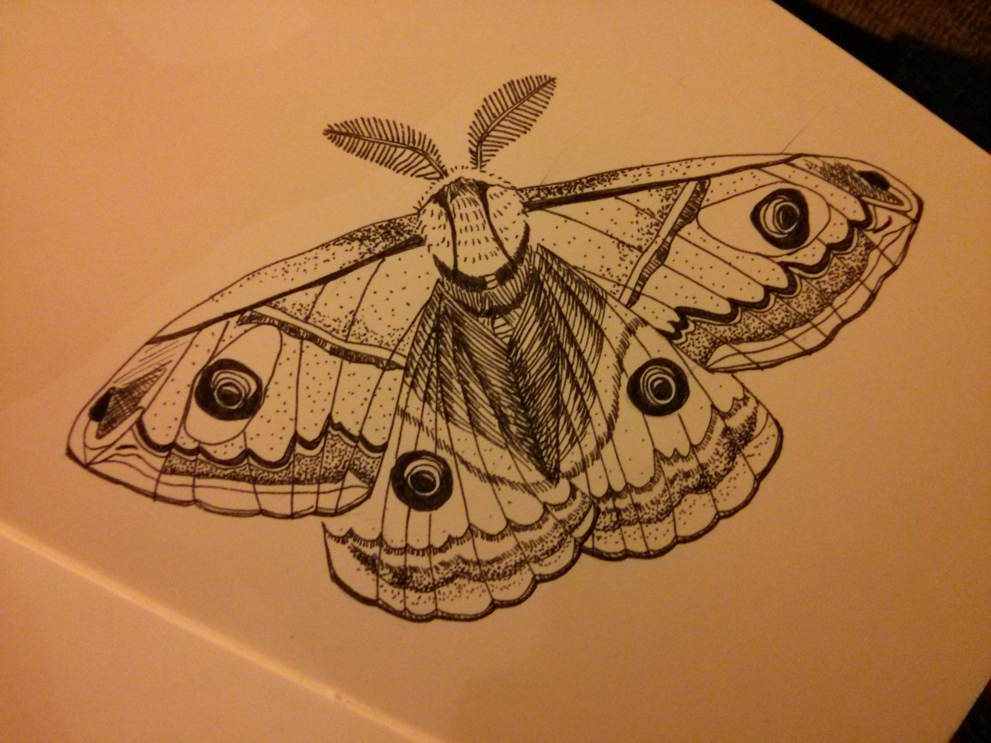 Moth Drawing Artistic Sketching