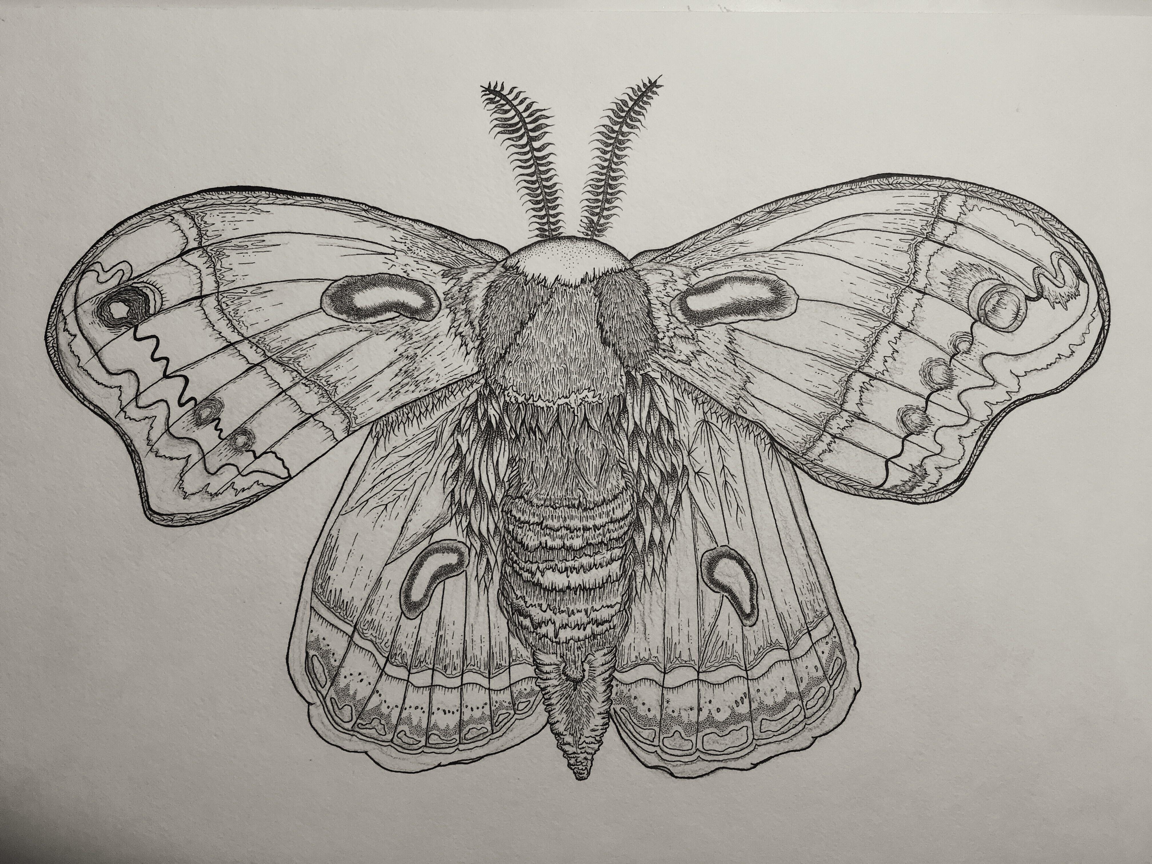Moth Drawing Detailed Sketch