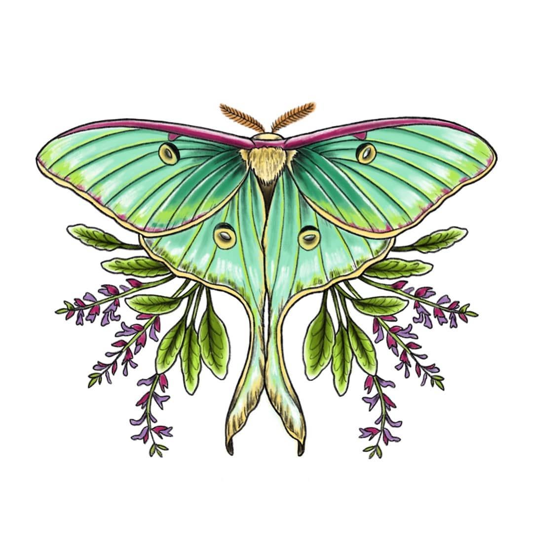 Moth Drawing Image