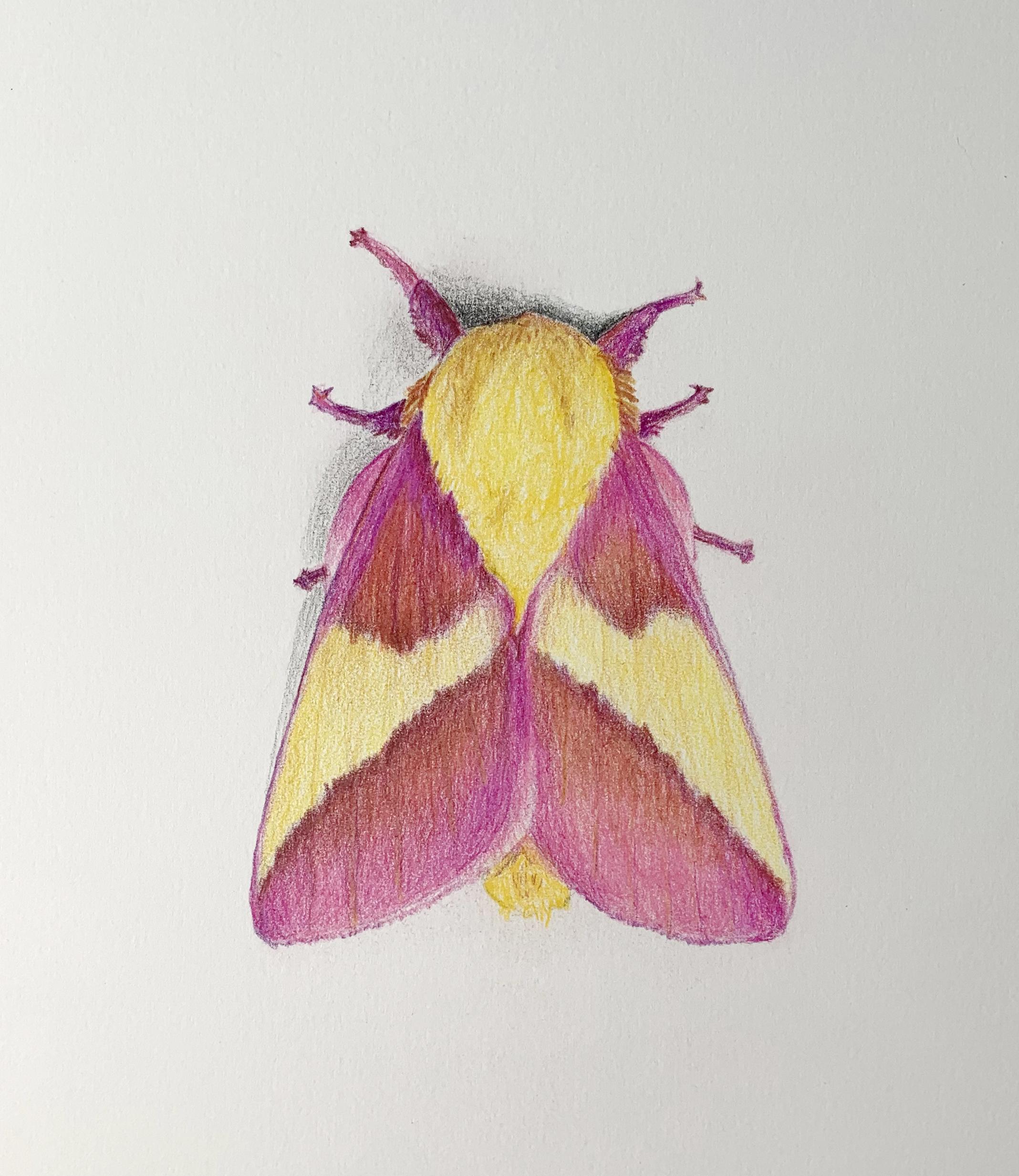 Moth Drawing Intricate Artwork