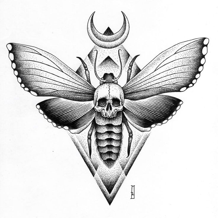 Moth Drawing Photo
