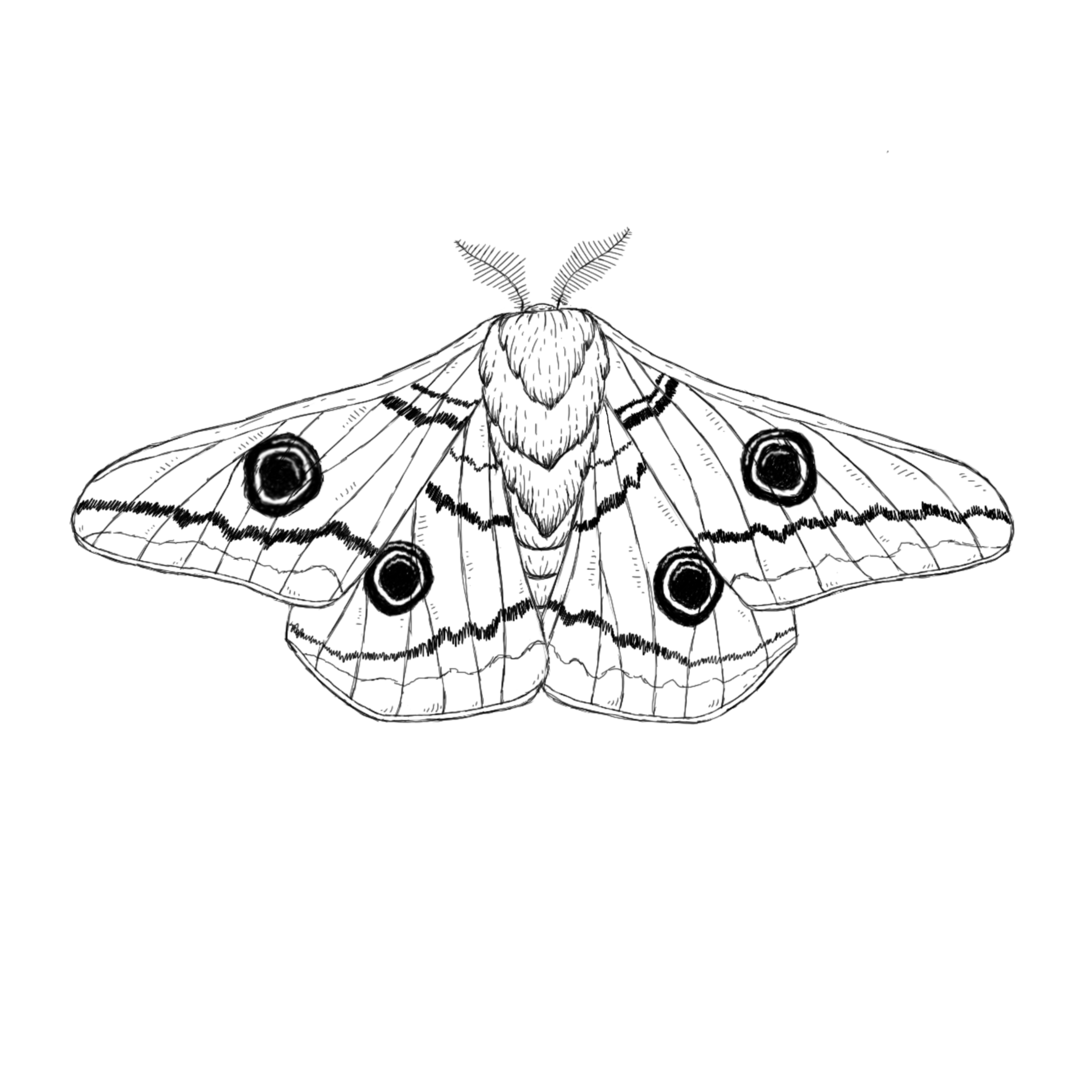 Moth Drawing Picture