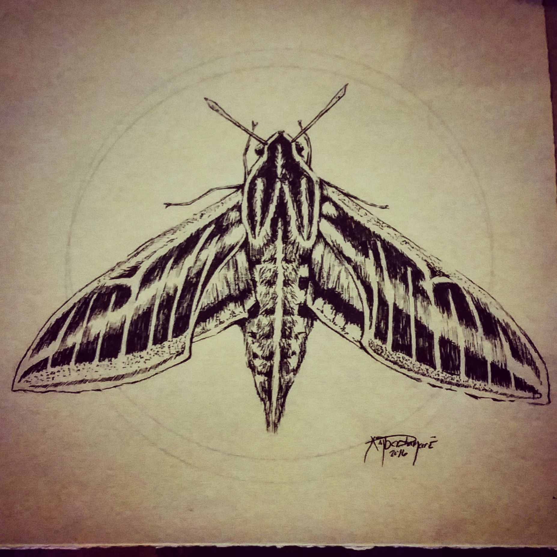 Moth Drawing Professional Artwork
