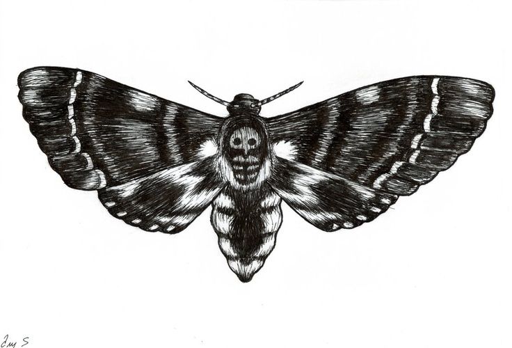 Moth Drawing Sketch