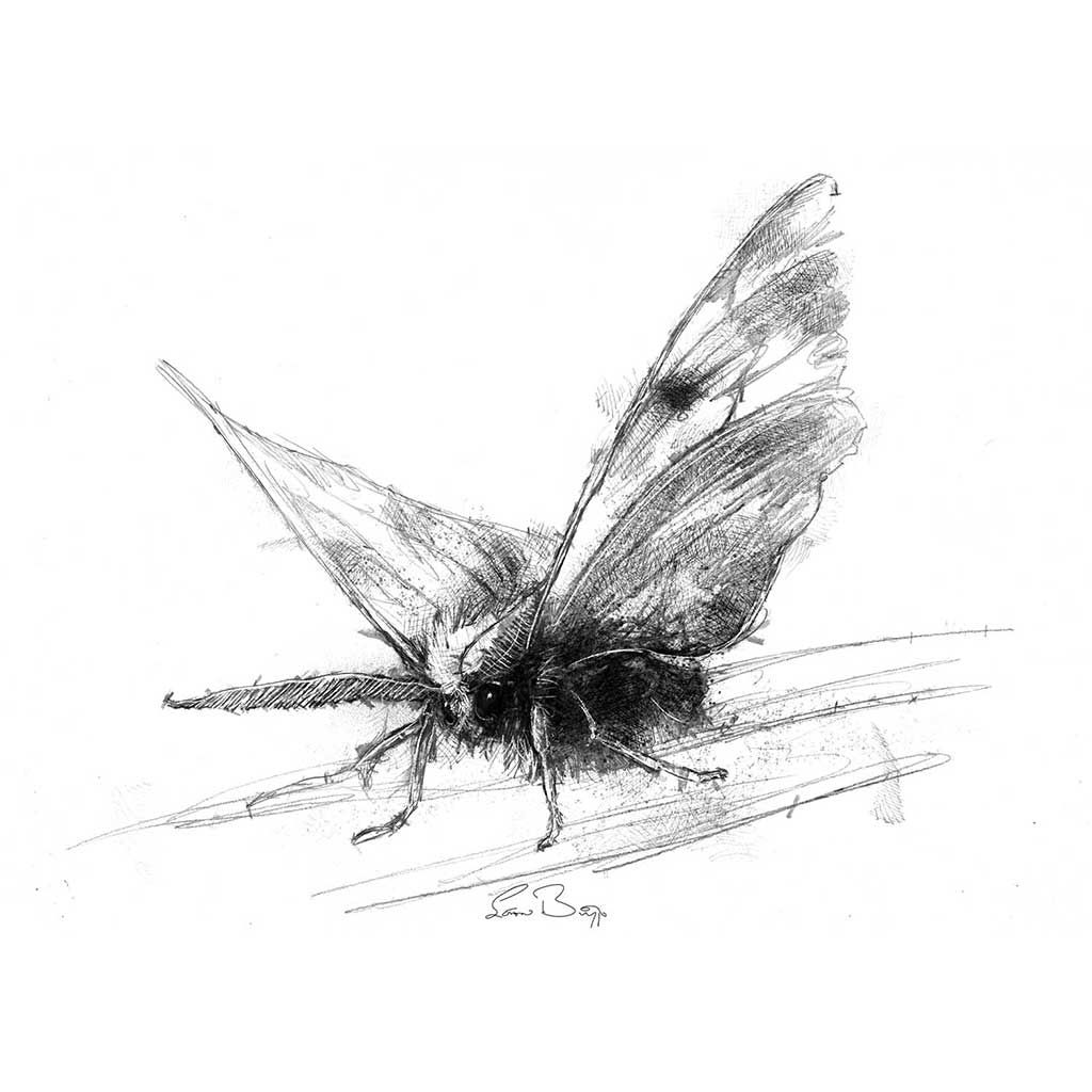 Moth Drawing Stunning Sketch