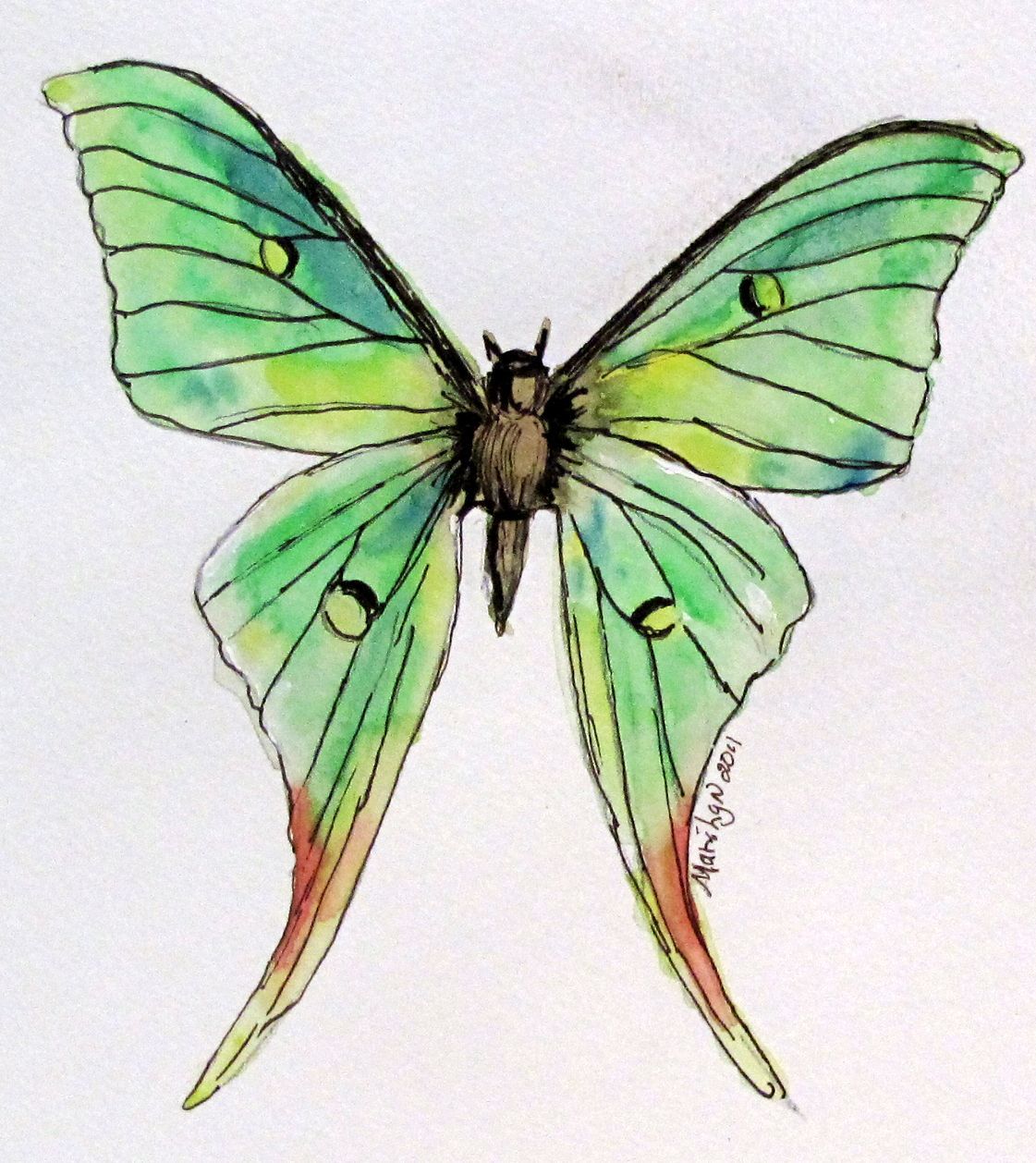 Moth Drawing Unique Art