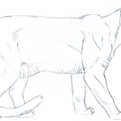 Mountain Lion Drawing Amazing Sketch