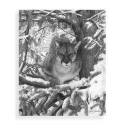 Mountain Lion Drawing Creative Style