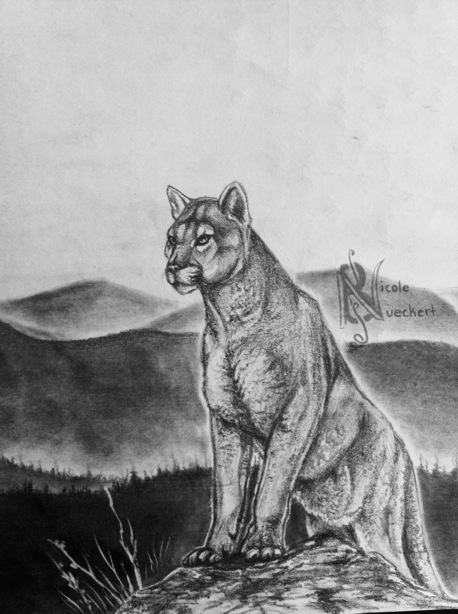 Mountain Lion Drawing Hand Drawn